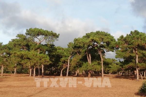 Tổng cục Lâm nghiệp: Gia Lai cân nhắc về đề xuất chuyển mục đích sử dụng rừng làm sân golf