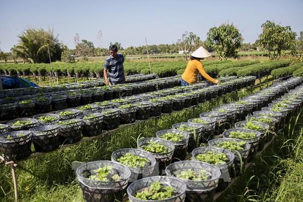 Báo hiệu một mùa hoa Tết thuận lợi ở Kiên Giang