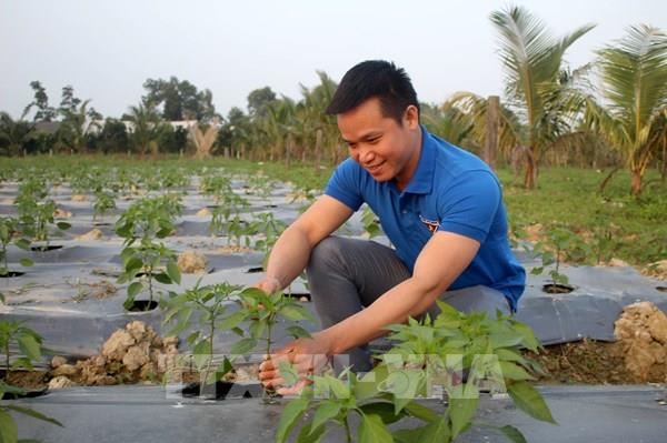 Thành công với mô hình trồng ớt an toàn xuất khẩu