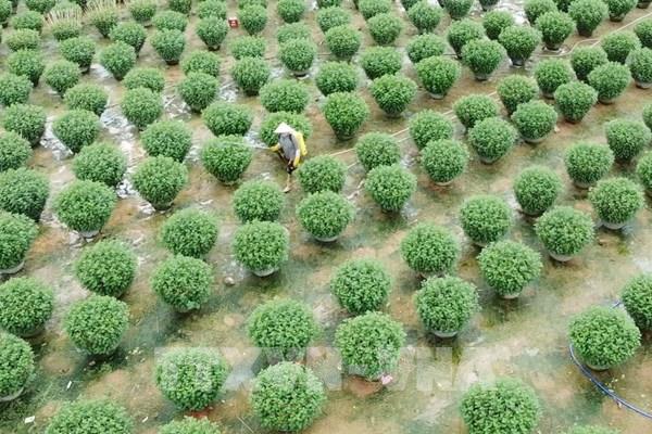 Làng hoa Bình Định chuẩn bị vụ Tết