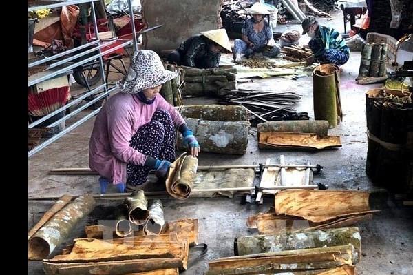 Quế Trà Bồng - Quảng Ngãi được cấp đăng ký chỉ dẫn địa lý