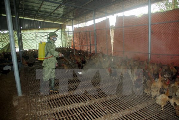 Khoanh vùng khống chế dịch cúm gia cầm H5N6