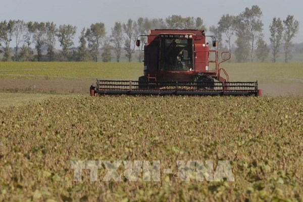 Brazil dự báo sản lượng ngũ cốc năm 2021 sẽ đạt kỷ lục mới