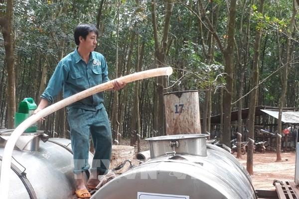 Giá "vàng trắng" tăng, nông dân phấn khởi