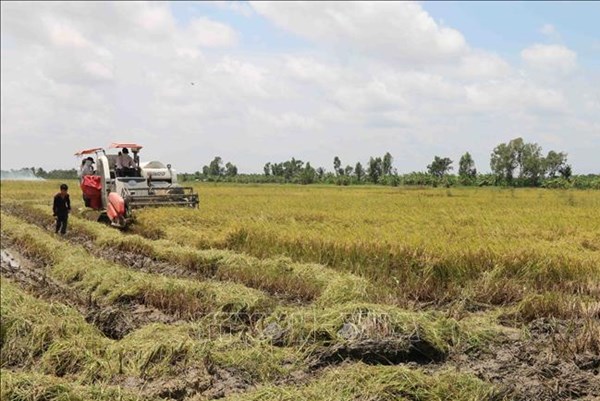 Trà Vinh thành lập Liên hiệp hợp tác xã lúa gạo