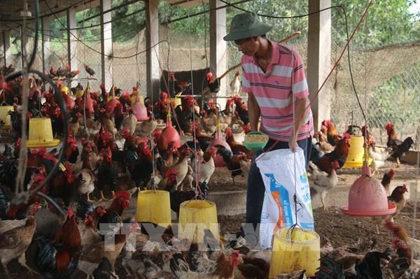 Thành công với mô nuôi gà ri có truy xuất nguồn gốc