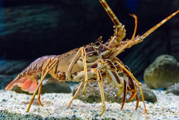 Ngành sản xuất tôm hùm Australia tìm hướng đi mới