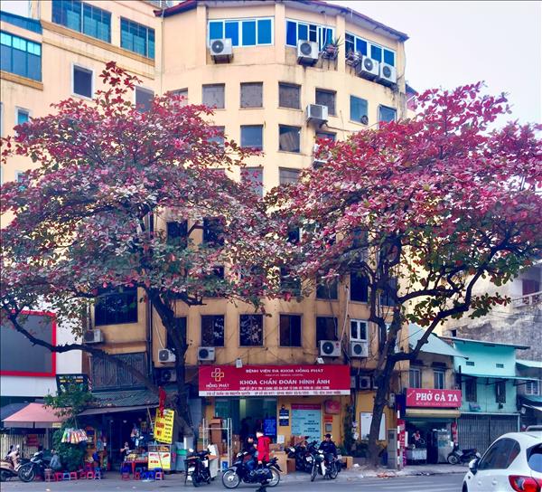 Hà Nội, mùa cây bàng lá đỏ