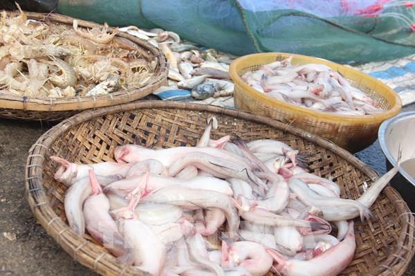 Ngư dân Hà Tĩnh trúng mùa cá Khoai