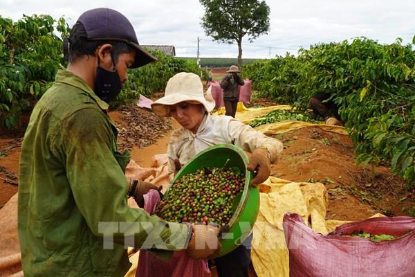 Niên vụ cà phê 2020: Gia Lai vừa mất mùa vừa thiếu nhân công