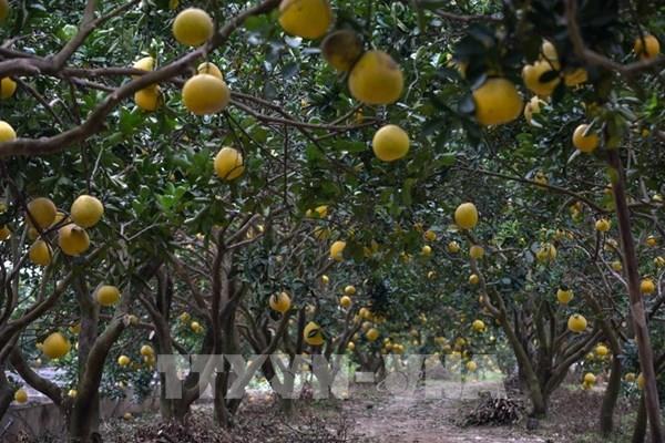 Trồng bưởi hữu cơ cho thu nhập tiền tỷ