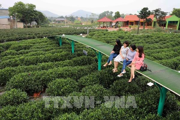 Phát triển du lịch cộng đồng ở vùng chè Tân Cương