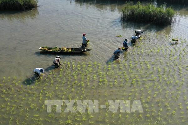 Thời tiết 10 ngày tới thuận lợi cho nông dân Thủ đô gieo cấy lúa xuân