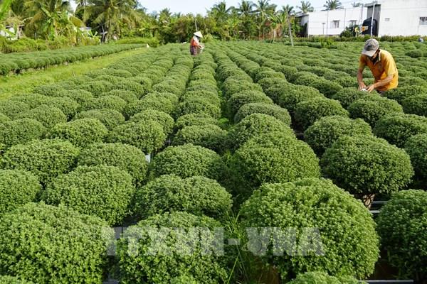 Người trồng hoa cảnh thị trường Tết chủ động giảm sản lượng