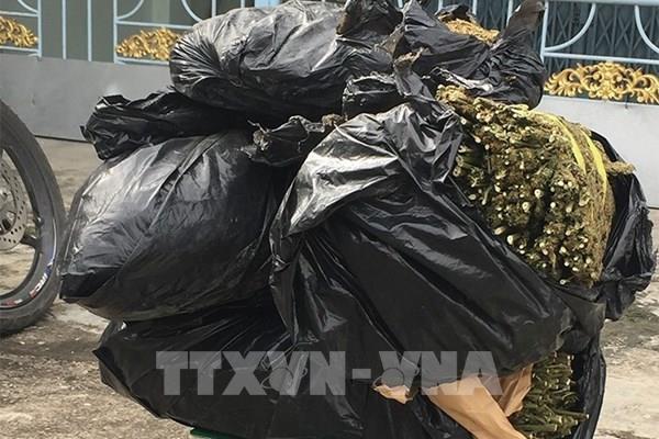 Bắt giữ đối tượng vận chuyển 10,7kg thảo mộc nghi là cần sa