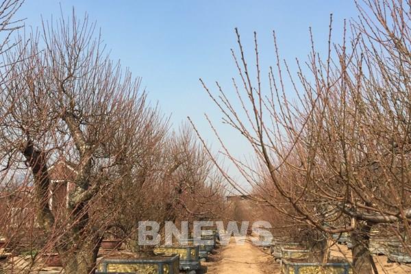 Làng đào Nhật Tân vào mùa tuốt lá