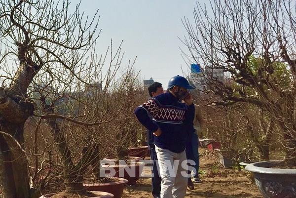 Mua đào Tết sao cho đúng để hút may mắn, tài lộc cả năm?