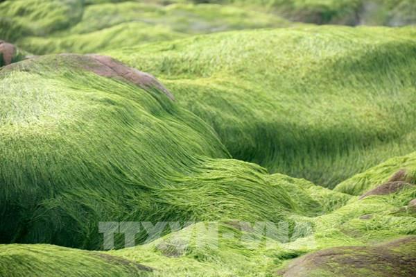 Ngắm vẻ đẹp bãi rêu tại Cổ Thạch, Bình Thuận