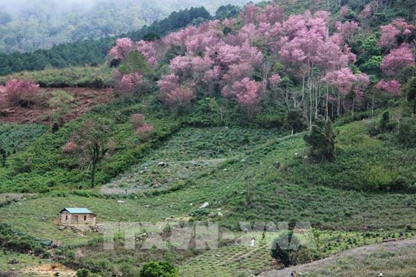 Mai anh đào bung nở rực rỡ nơi núi rừng Langbiang