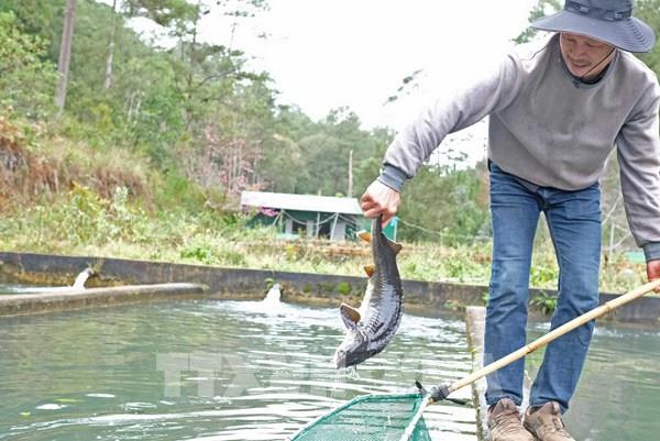 Cá tầm Đà Lạt khó tiêu thụ