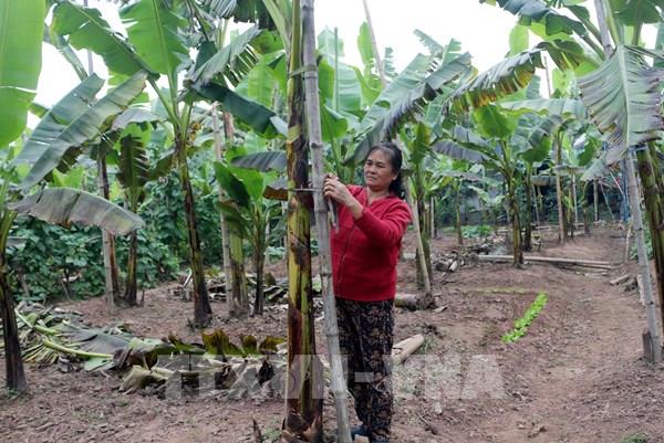 Khan hiếm chuối tiến Vua dịp Tết Nguyên Đán