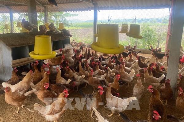 Bộ NN và PTNT: Đảm bảo nhu cầu lương thực, thực phẩm cho Tết Nguyên đán