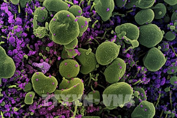 WHO: Không có bằng chứng biến thể virus SARS-CoV-2 kháng vaccine