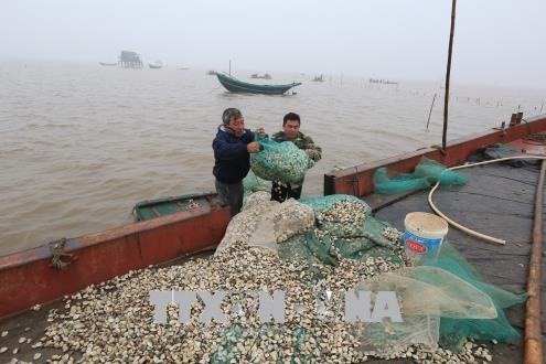 Ngao Trà Vinh giảm giá mạnh
