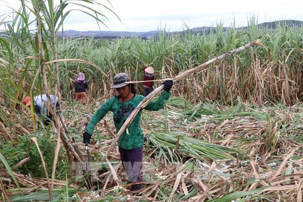 Sự thất thế của ngành mía đường