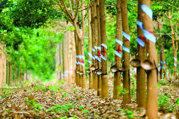 Đến năm 2023, HAGL Agrico phát triển 21.800 ha cây ăn trái