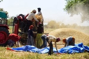 Ấn Độ muốn “lấp” khoảng trống nguồn cung lúa mì do căng thẳng Nga - Ukraine