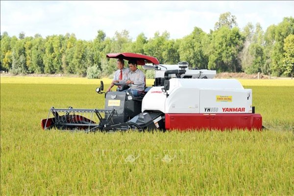 Cà Mau giá lúa Đông Xuân tăng cao nhất trong nhiều năm qua