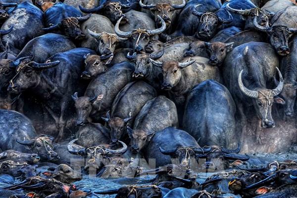 Ngỡ ngàng vẻ đẹp đàn trâu được chăn thả trong lòng hồ Suối Đá