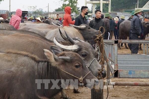 Nhộn nhịp chợ trâu, bò lớn nhất vùng Bắc Trung bộ