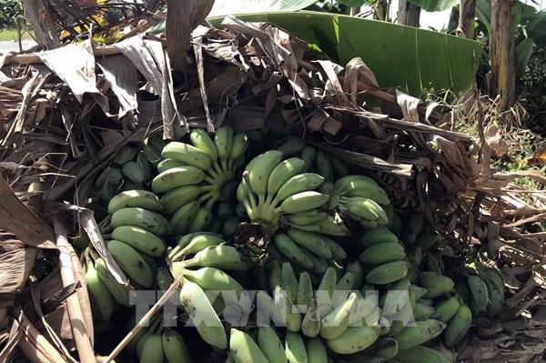 Campuchia xuất khẩu hơn 200.000 tấn chuối tiêu