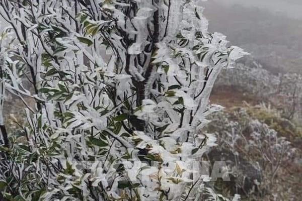 Yên Bái: Vùng cao Trạm Tấu tiếp tục xuất hiện băng giá