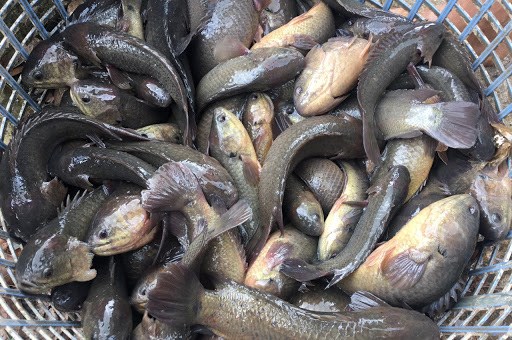 Campuchia tạm thời cấm nhập khẩu các loại cá nuôi