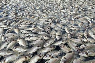 Hơn 1,6 tấn cá sặc bổi bị chết do sét đánh