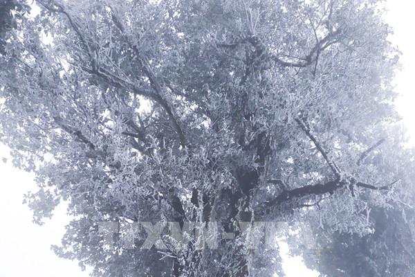 Vùng núi Bắc Bộ còn băng tuyết, cần phòng chống rét cho cây trồng, vật nuôi