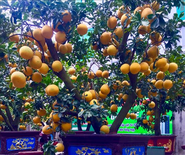 Vười bưởi bạc tỉ xuống phố phục vụ khách chơi Tết