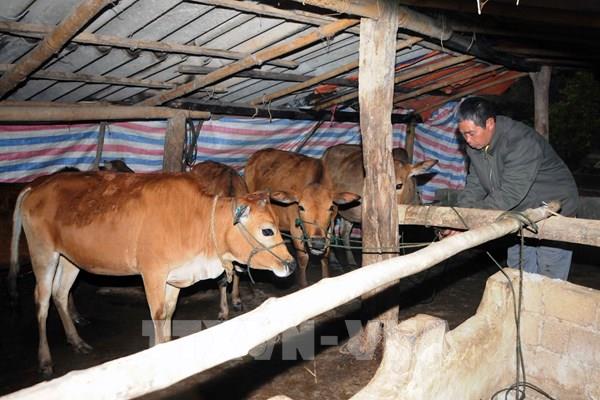 Cách phòng chống rét cho gia súc, gia cầm