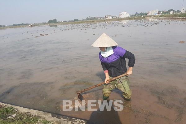Khuyến cáo thay đổi tập quán canh tác để tiết kiệm nước và hạn chế hoá chất​