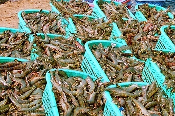 Giá tôm thương phẩm giảm mạnh