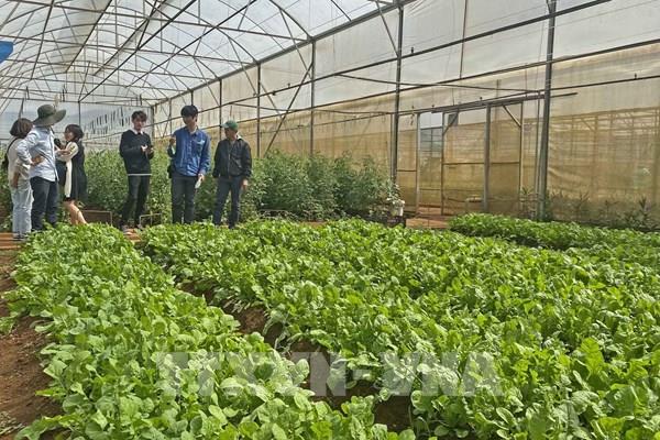 Giá nhiều loại rau xanh tại Đà Lạt tăng mạnh