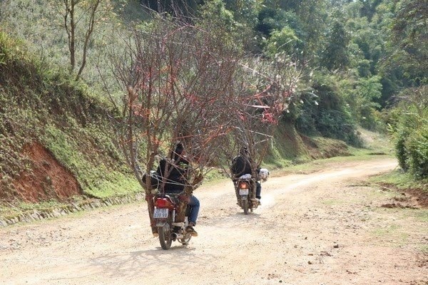 Xác nhận nguồn gốc cây đào, mai Tết do dân trồng thế nào?