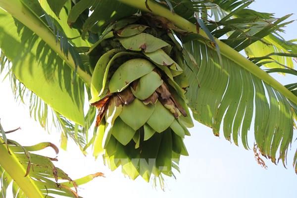 Chuối hột mồ côi Phước Bình - “Biệt dược” của đồng bào Raglai