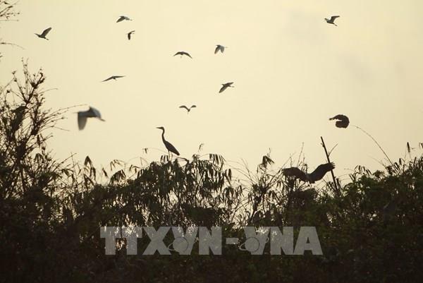 Độc đáo đảo cò giữa lòng thành phố Hưng Yên