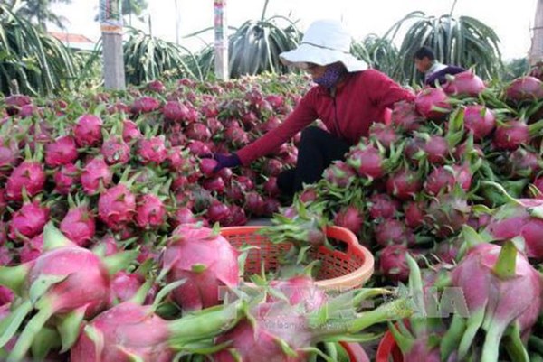 Giải pháp hỗ trợ doanh nghiệp xuất khẩu nông sản