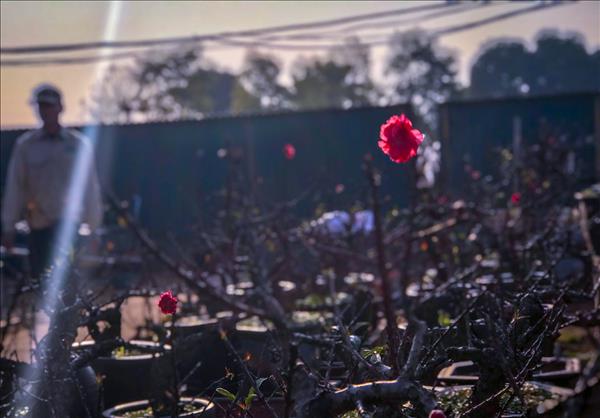 Chiêm ngưỡng đào Thất Thốn xuống phố