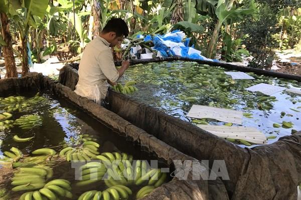 Phát hiện chuối ngâm nước, phun thuốc tại Đồng Nai